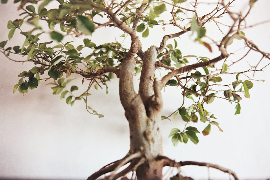 Bonsai ficus: i cinque trucchi essenziali per curarlo e farlo crescere